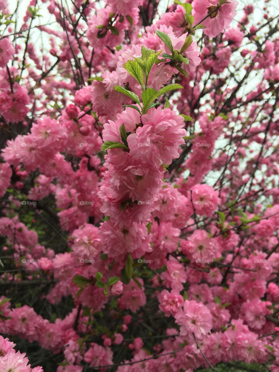 Flowers pink. Spring