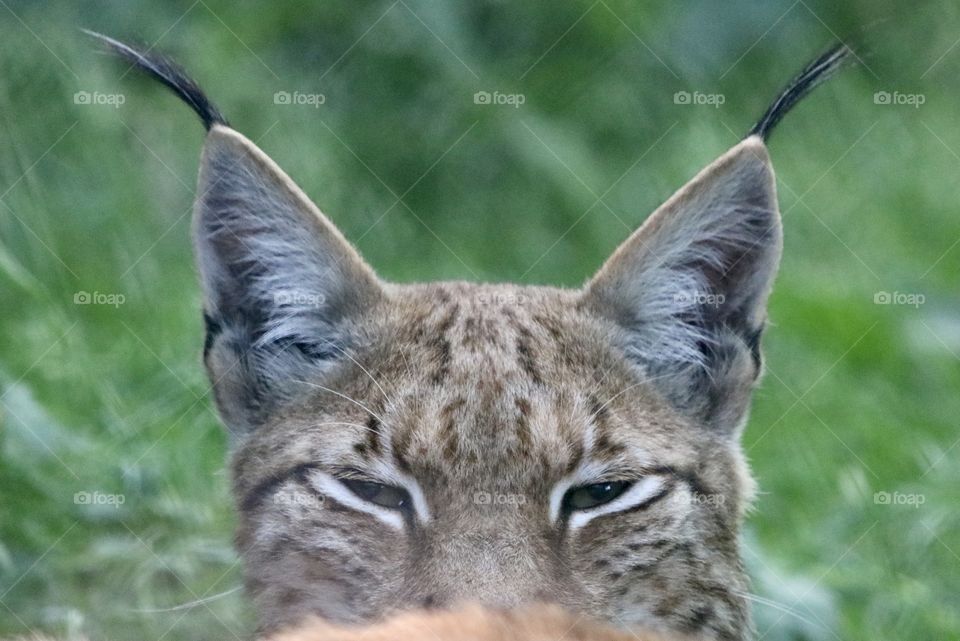 Lynx