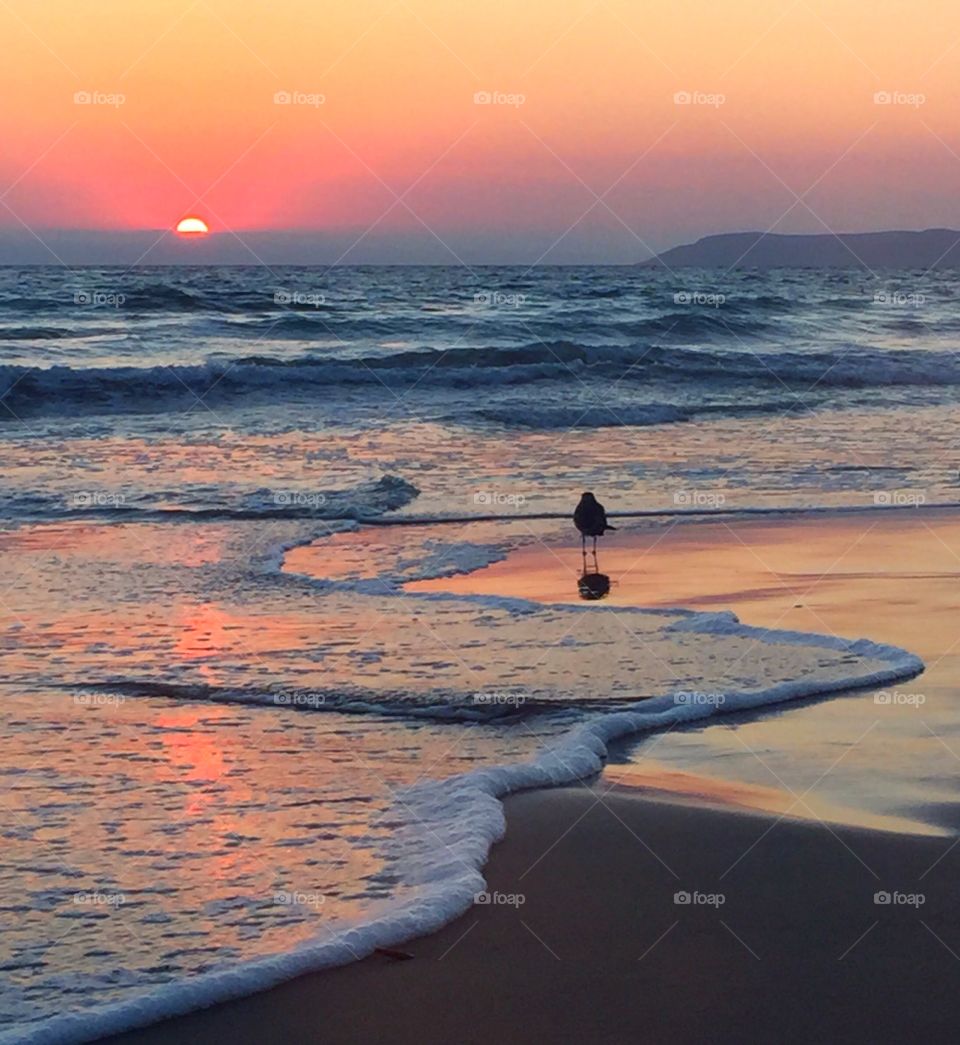 A Bird's View . A seagull wandering taking a moment away from the flock during sunset at Morro Bay in California 