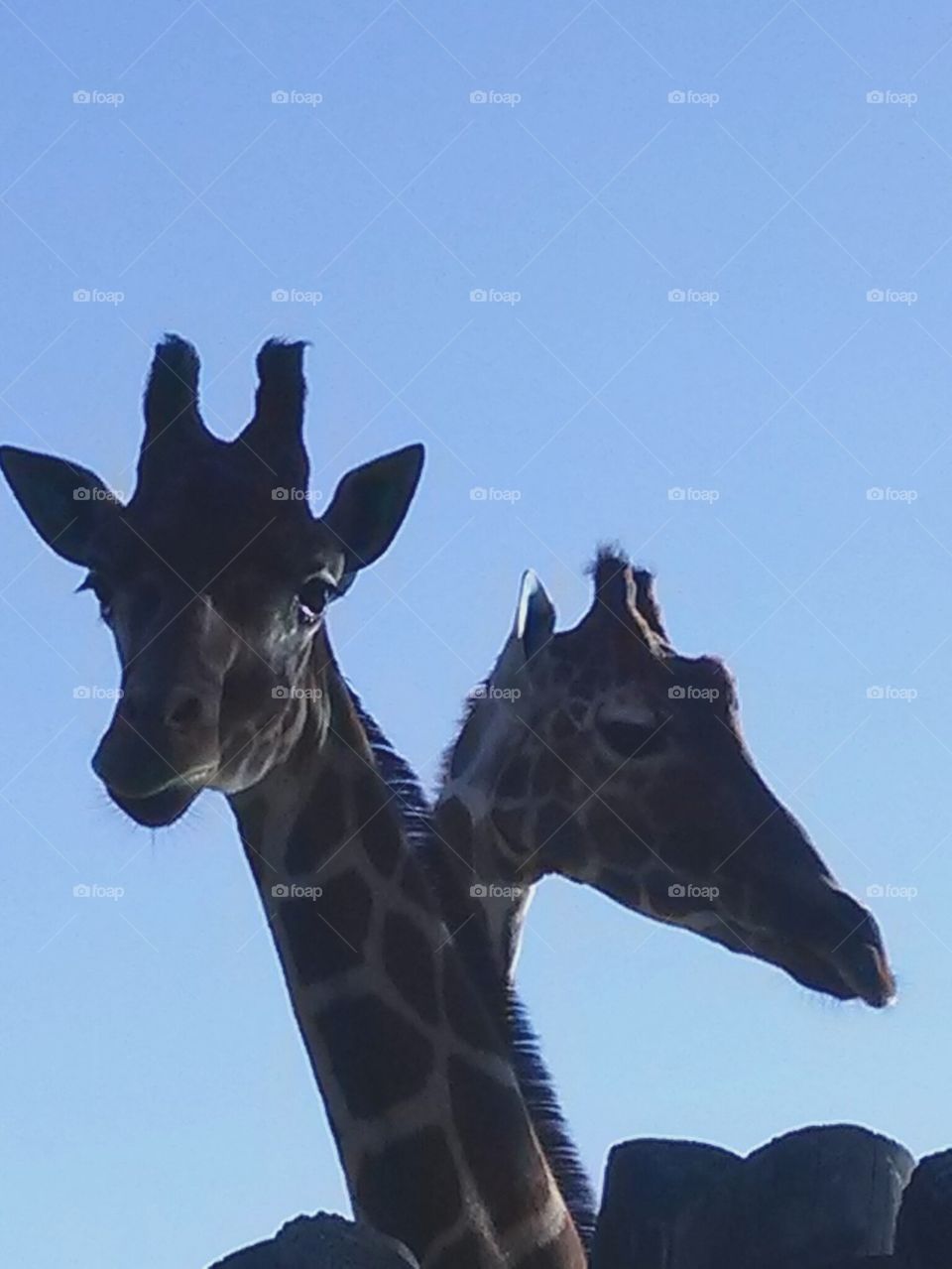 giraffe heaven