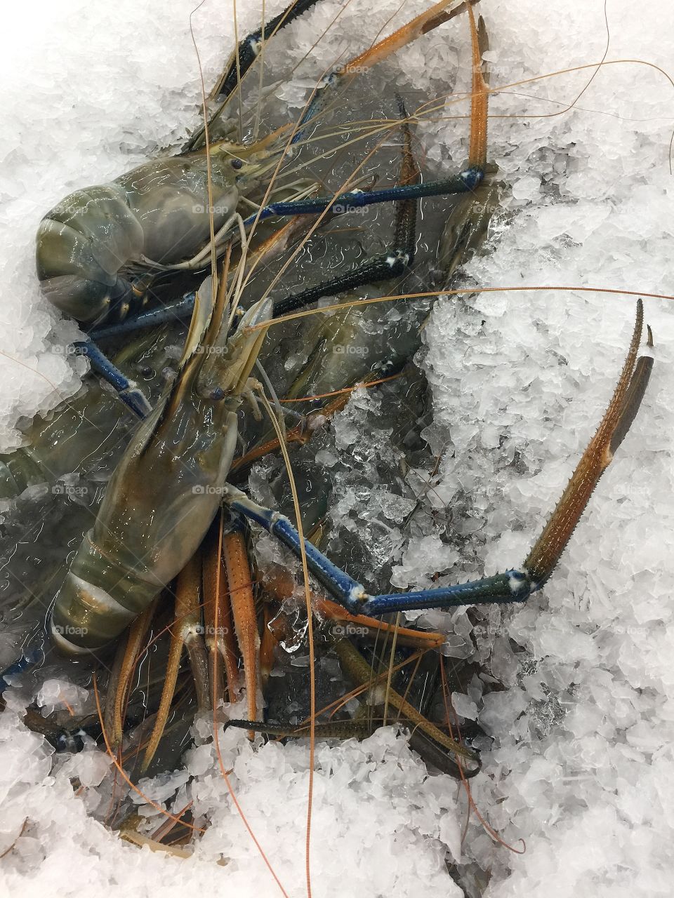 Giant freshwater prawn  on ice