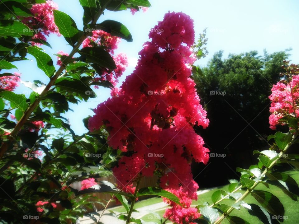 Craig Myrtle 🎄. This is a picture of a beautiful Craig Myrtle 🎄