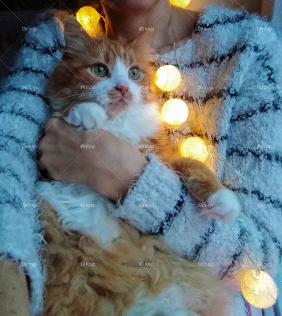 selfie girl with cat pet lovely and light Christmas