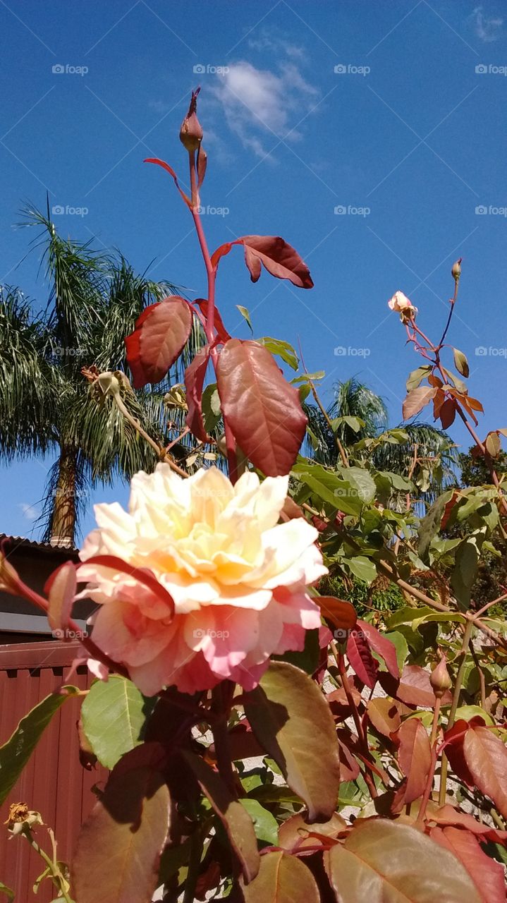 Um clique qualquer das nossas flores. Roseiras com o céu azul!