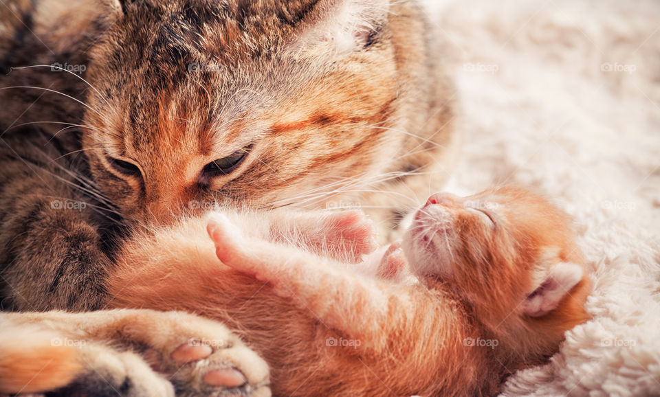 Red tabby newborn kitten portrait with his mother cat