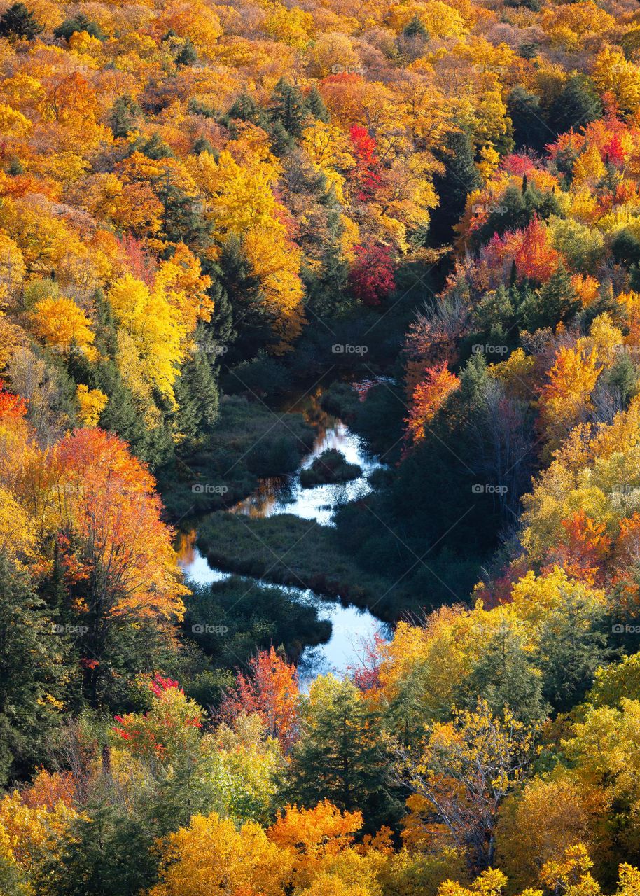 the colorful forest and river