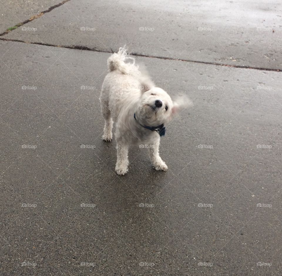 My doggy in the rain 