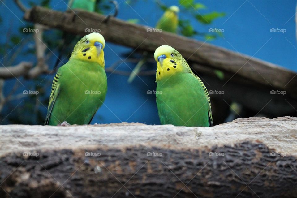 green parakeets