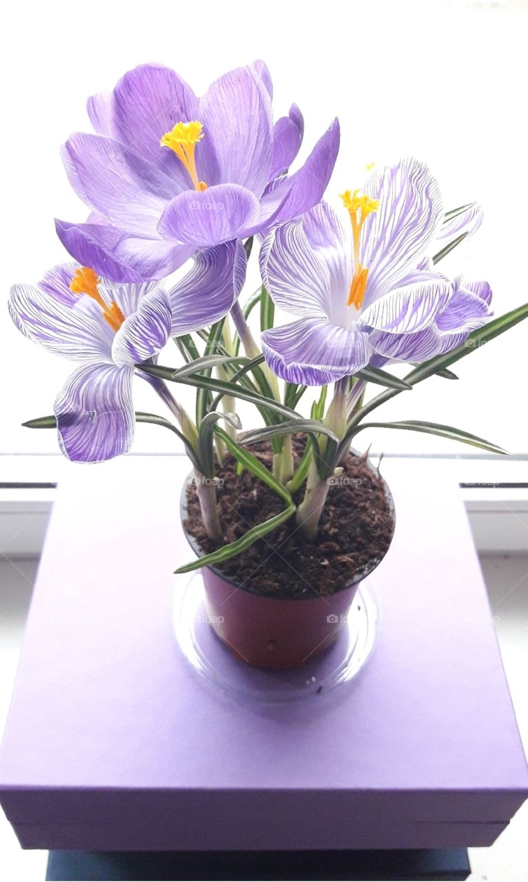 beautiful purple flowers in pot