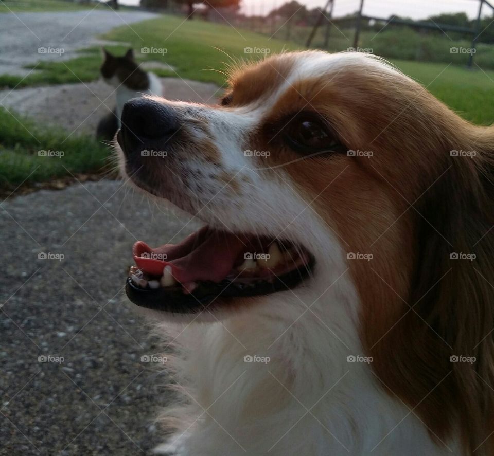 Sunset Smile