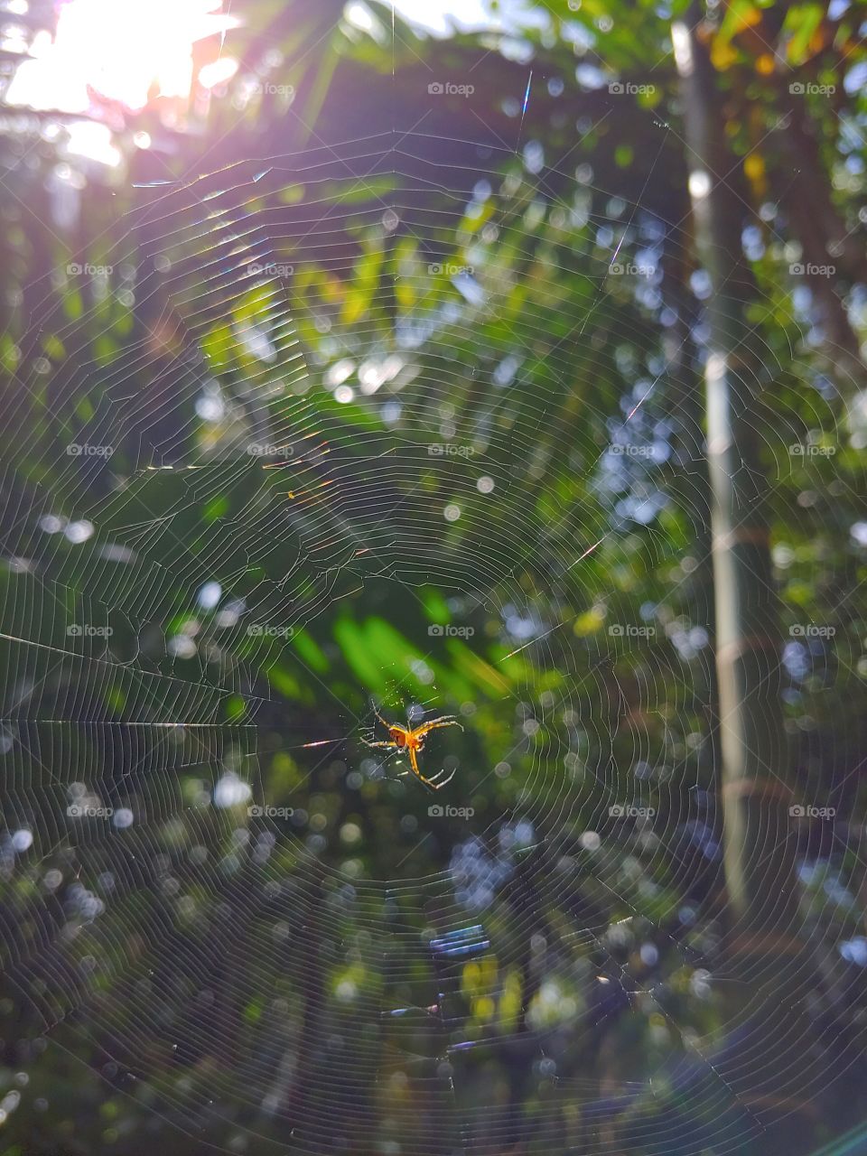 Spider web and the sun rays