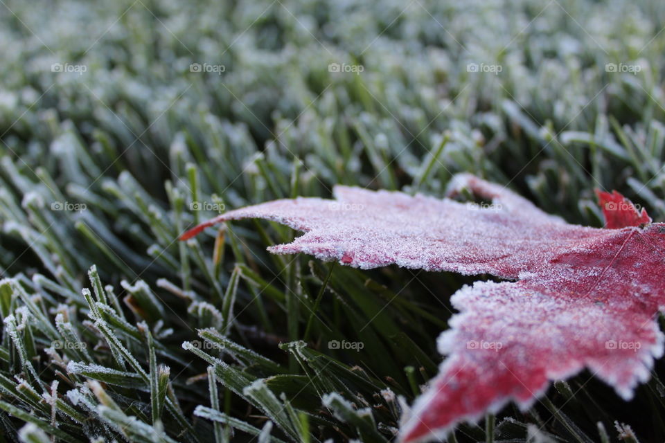 The first frost of autumn