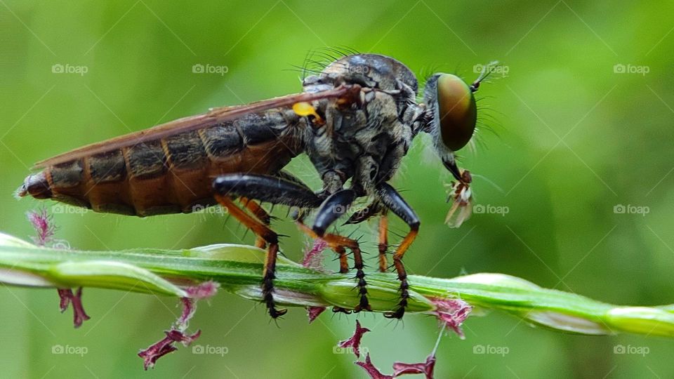 robber flies