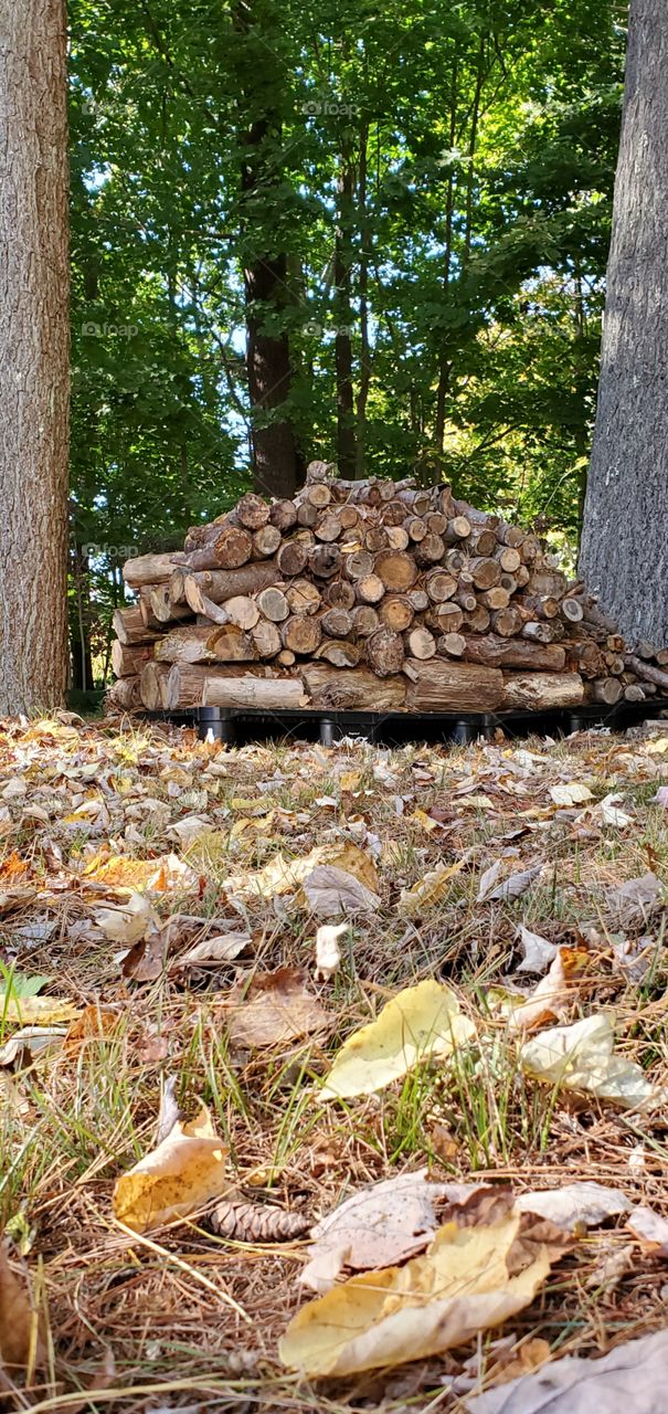 Stacked wood between two trees, getting ready for Winter heating in wood stove. Fallen dead leaves & pine needles in foreground!