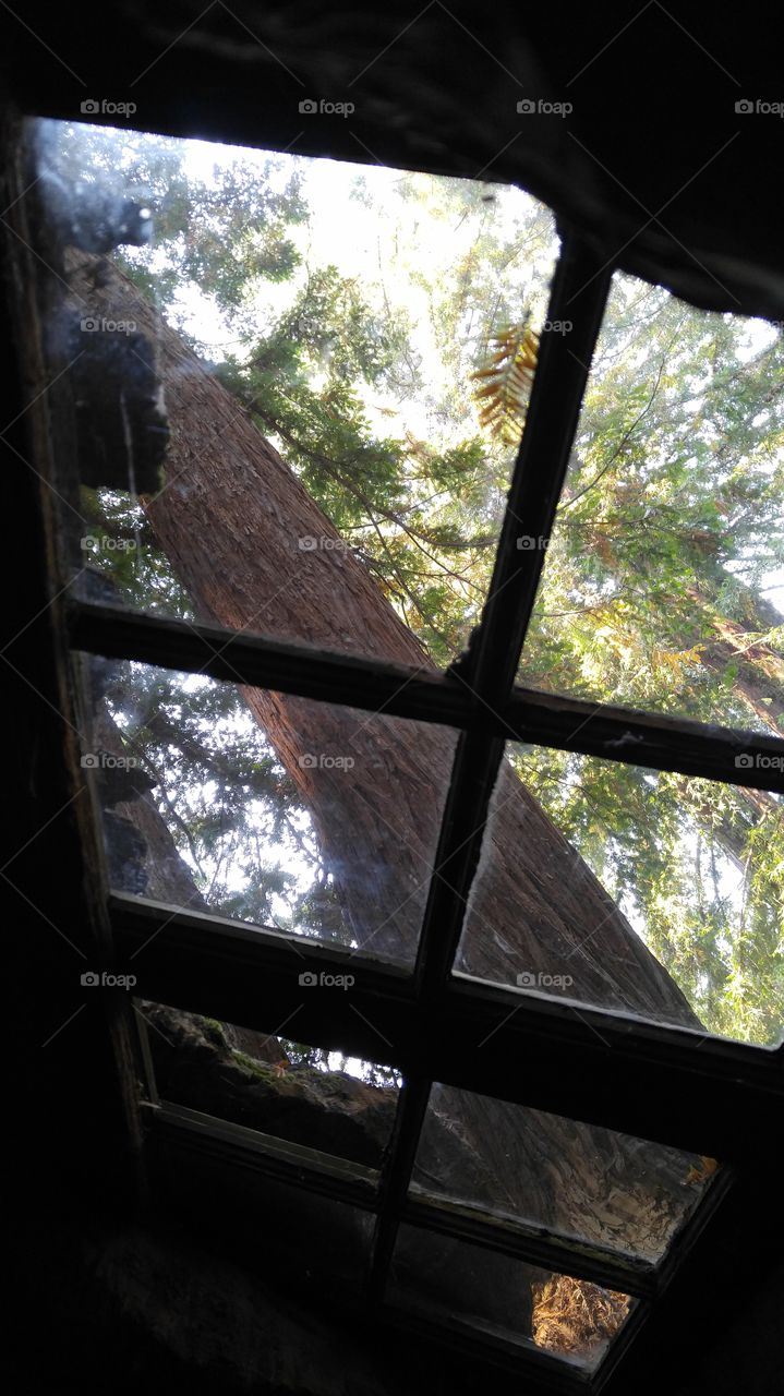 Skylight looking up and out at giant redwood trees. Avenue of the Giants.