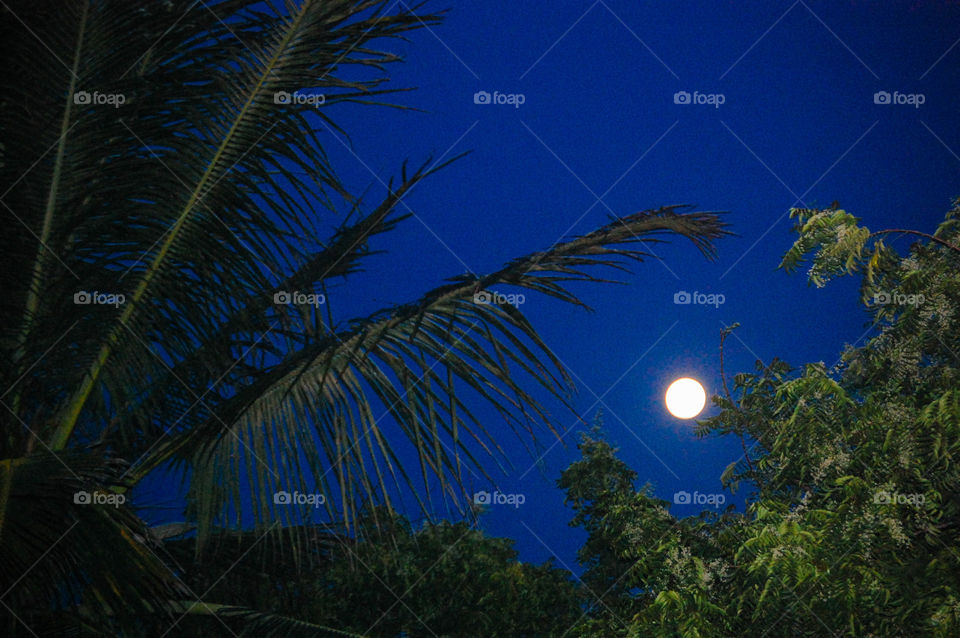 The moon growing in a blue sky against palm tree