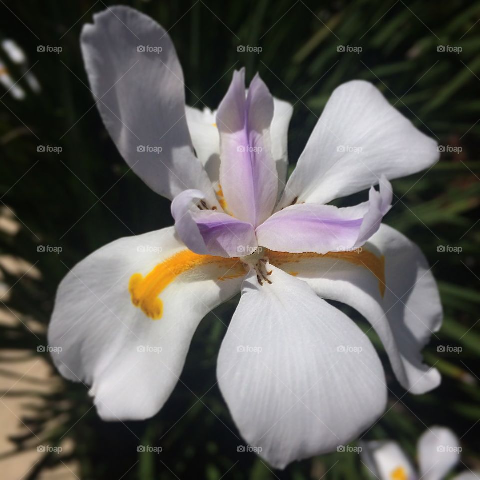 Floral beauty