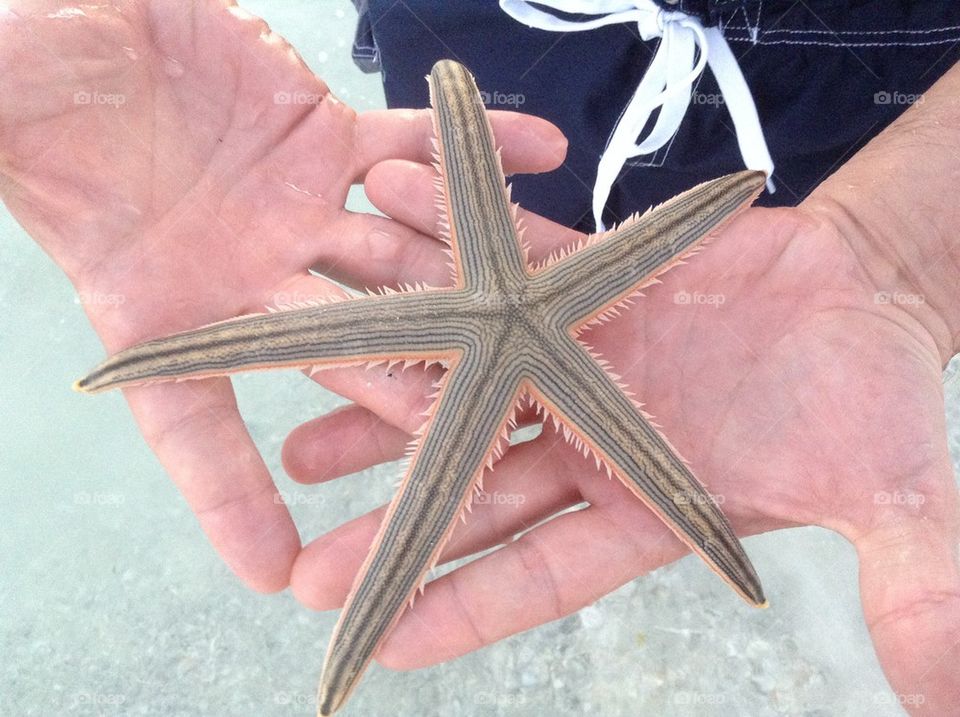 Simply Starfish
