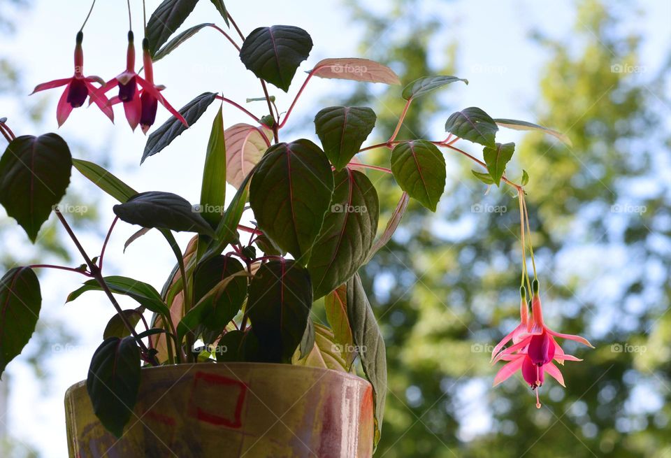 pink flowers house plants view from the ground