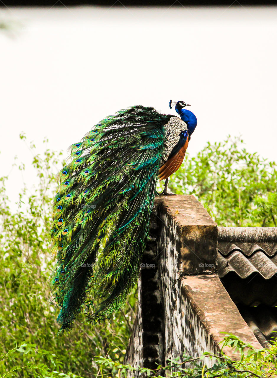 Waited 1 hour for this shot#peafowlbeauty