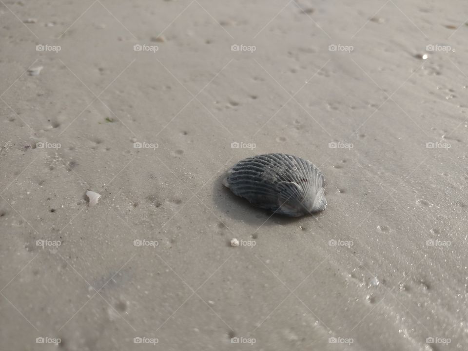 Close up of a black seashell.