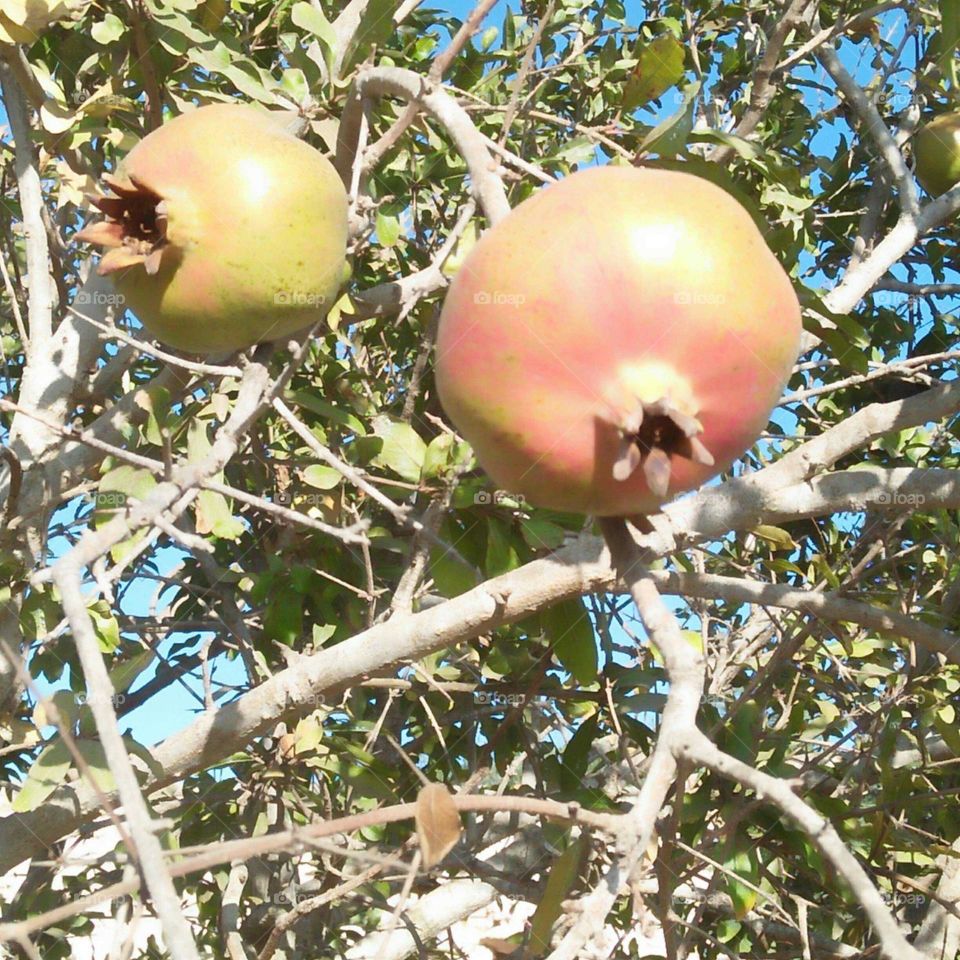 Pomegranate