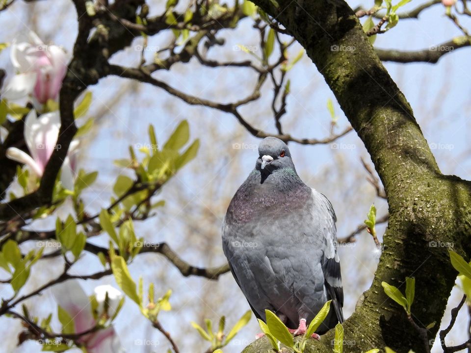 Close-up of dove bird perching on tree branch