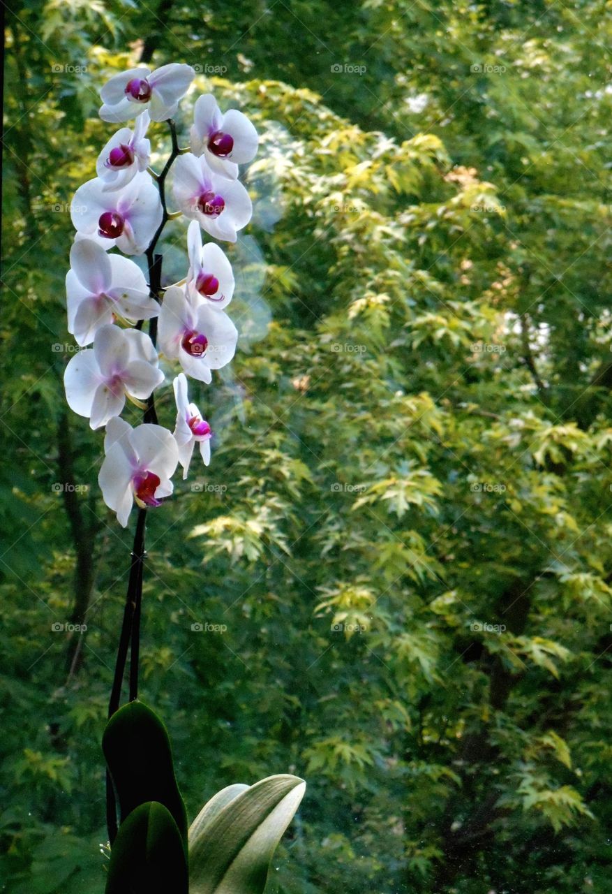 beautiful orchid flowers house plant in the pot