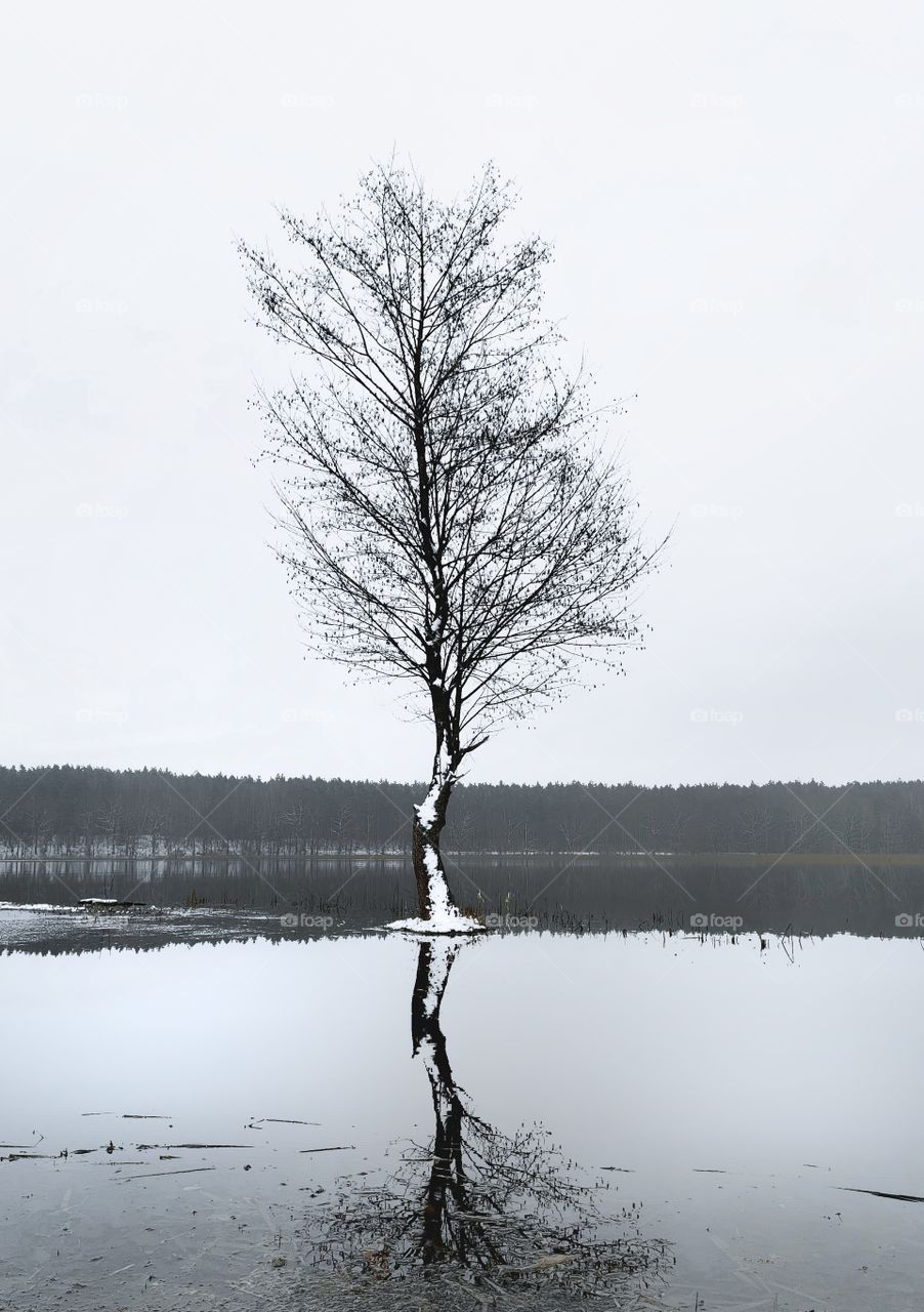 Lonely tree