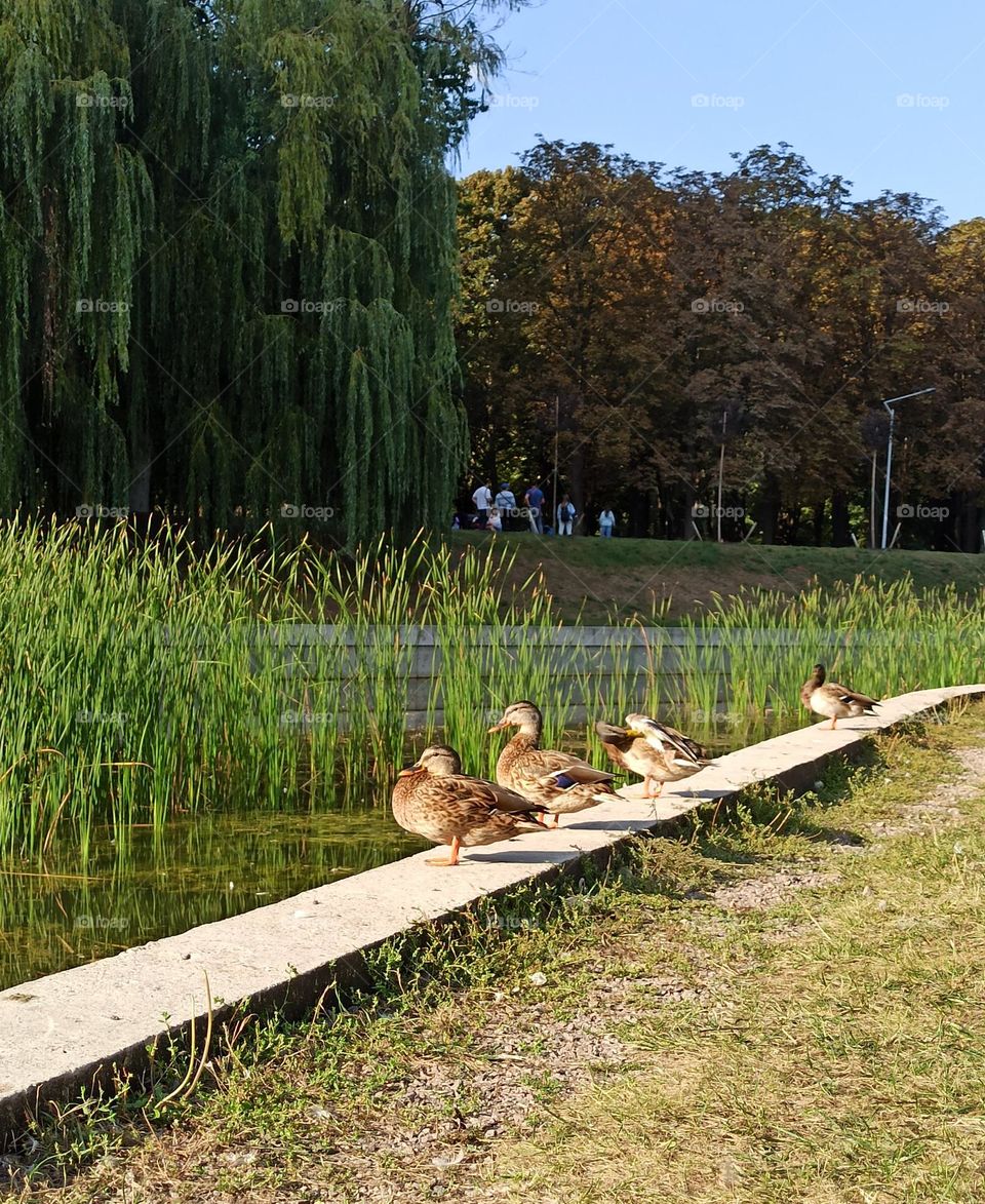 Birds & Bees - Nature in Motion. Ducks