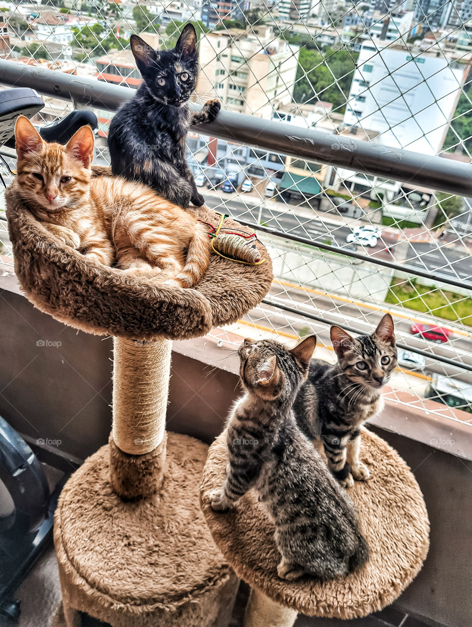 City Kittens
