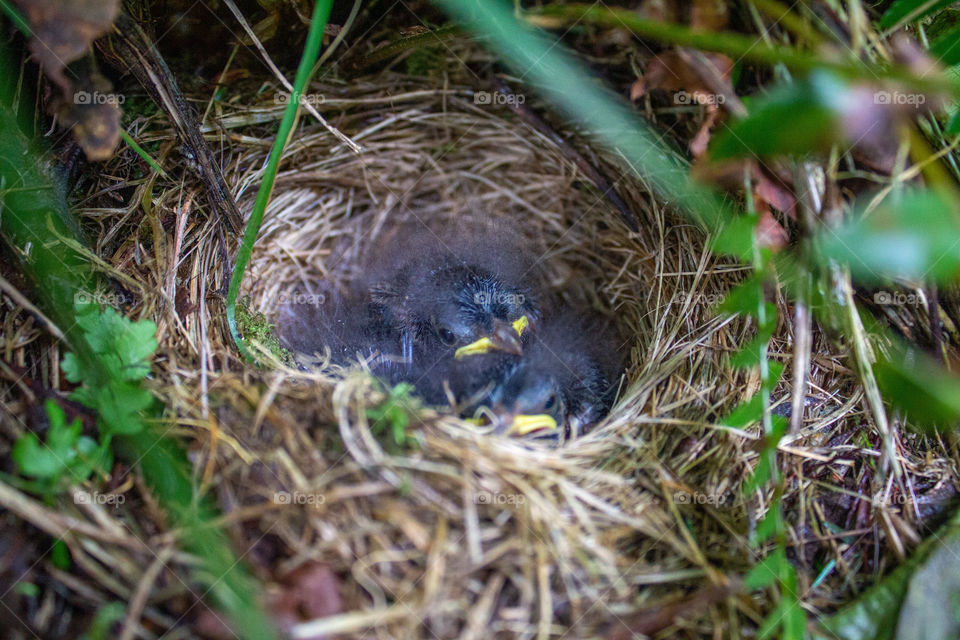 Cute little baby birds nestled in a nest surrounded by  leaves in the spring. Three Baby Junco birds