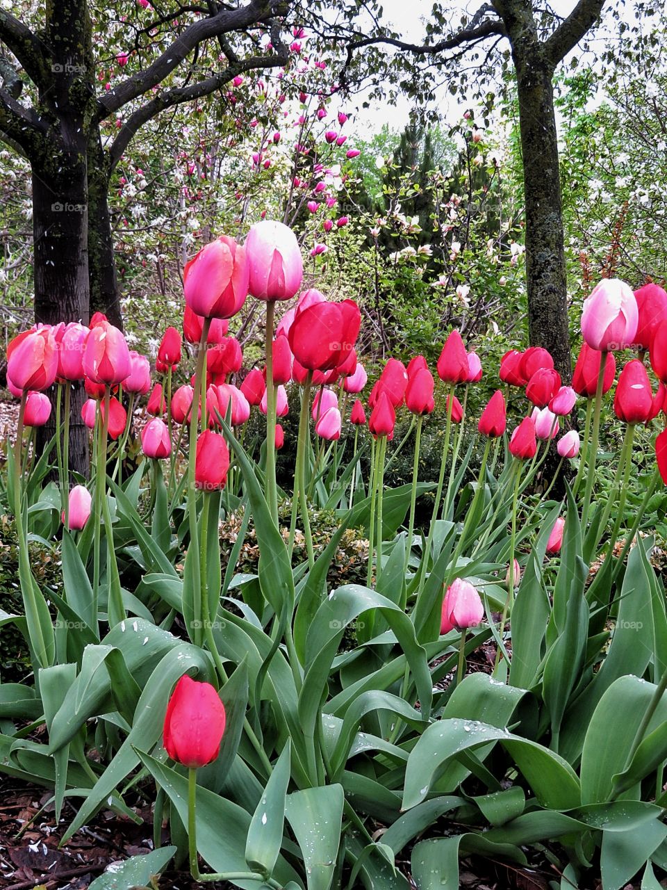  Montreal Botanical Gardens 