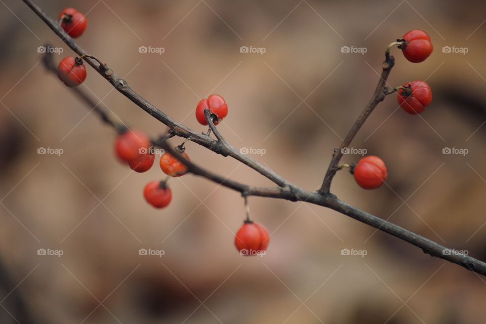 Winter red berries 