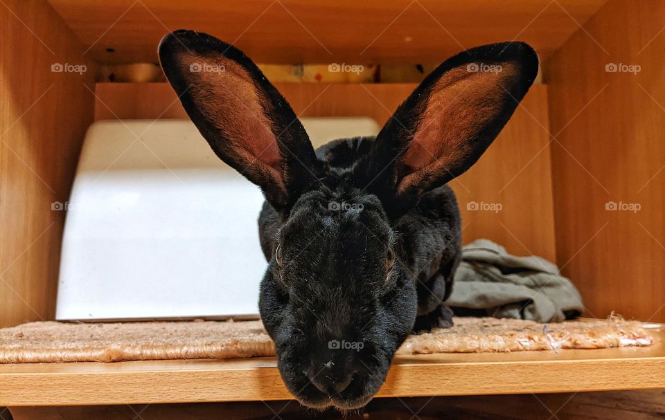 Rex domestic rabbit