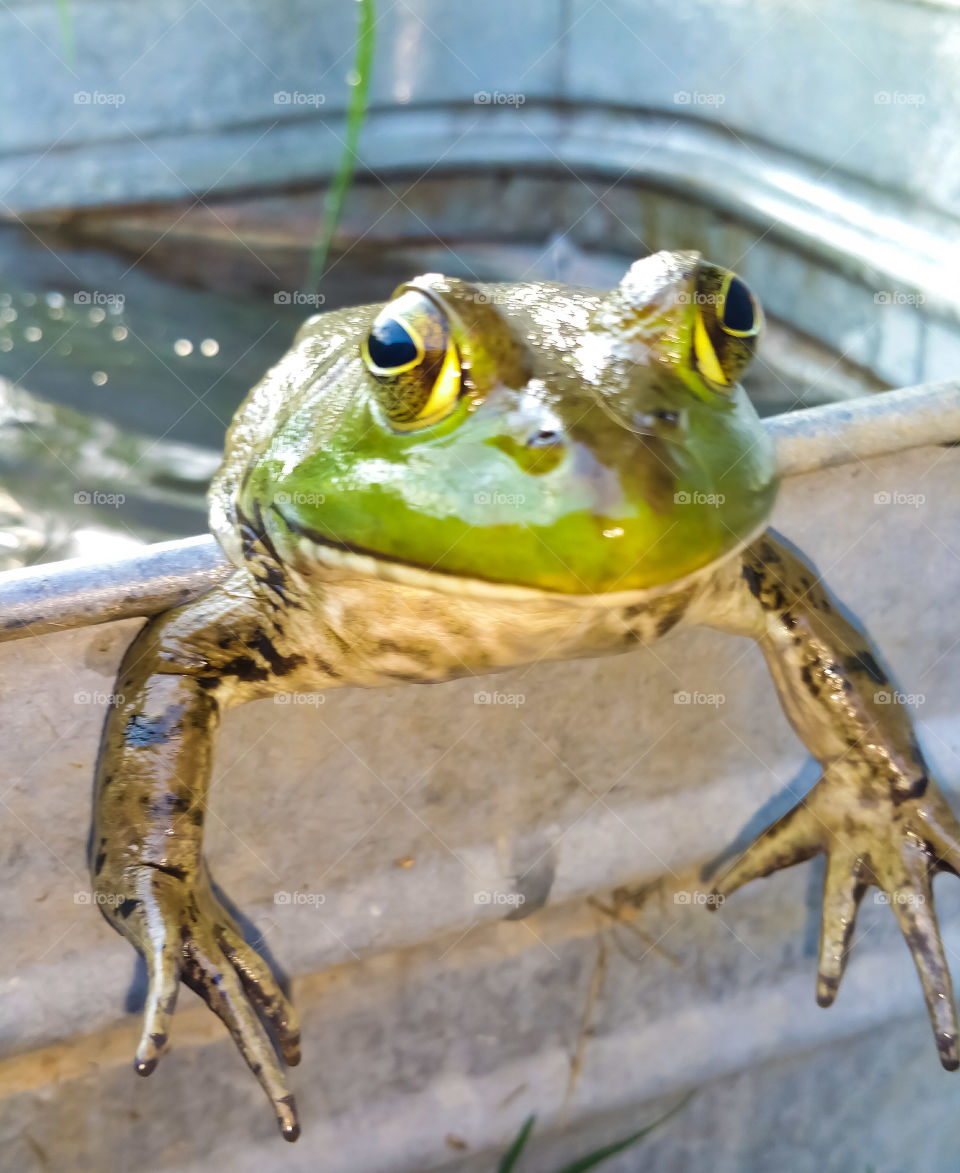 Bullfrog propped on metal water container