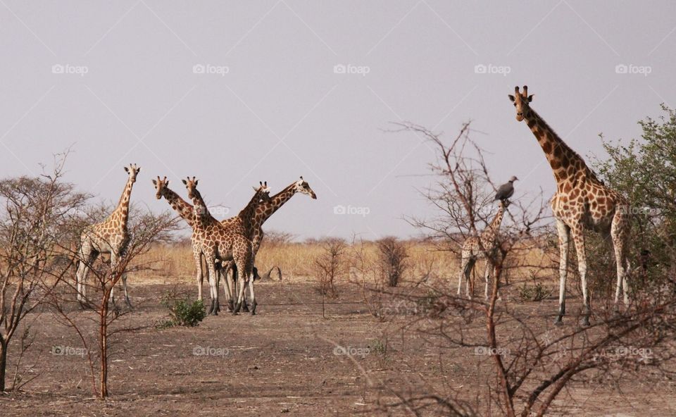 A group of giraffes pauses to look at us while grazing 