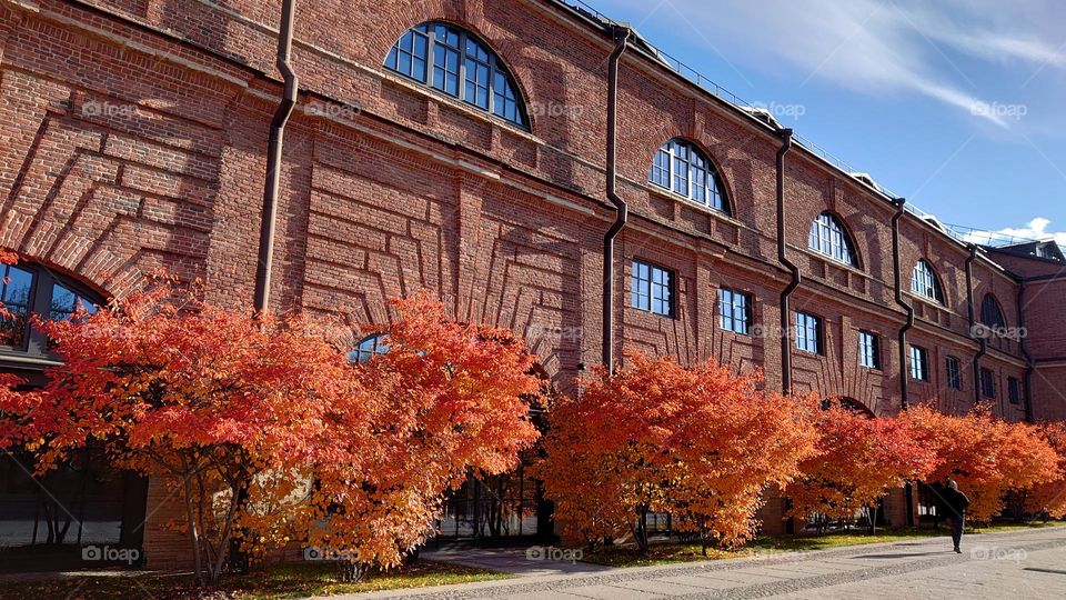 Autumn time 🍁🍂 Building 🍁🍂 Trees 🍁🍂