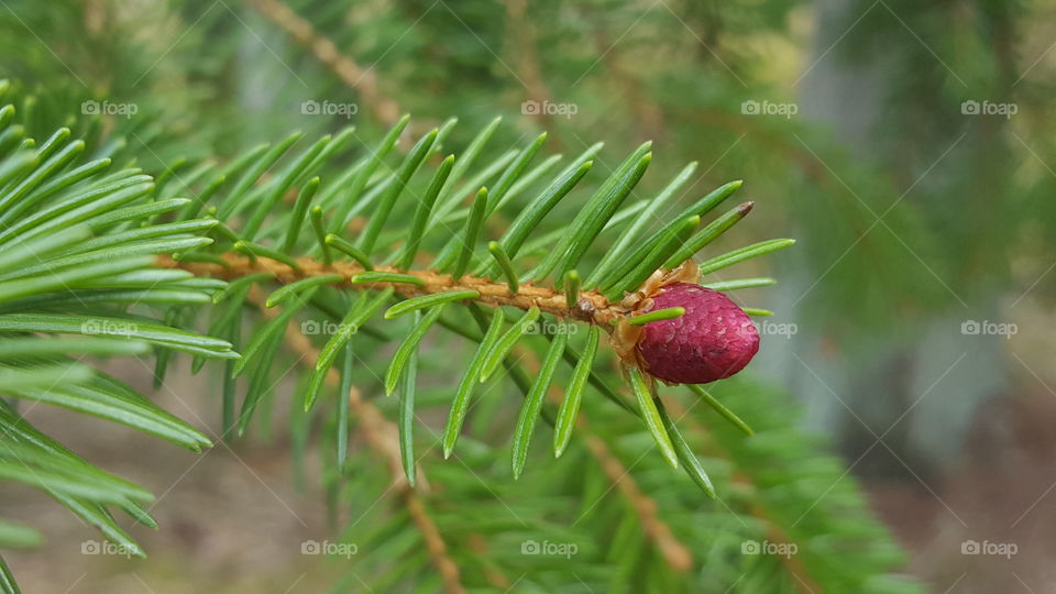 Pinecone bud