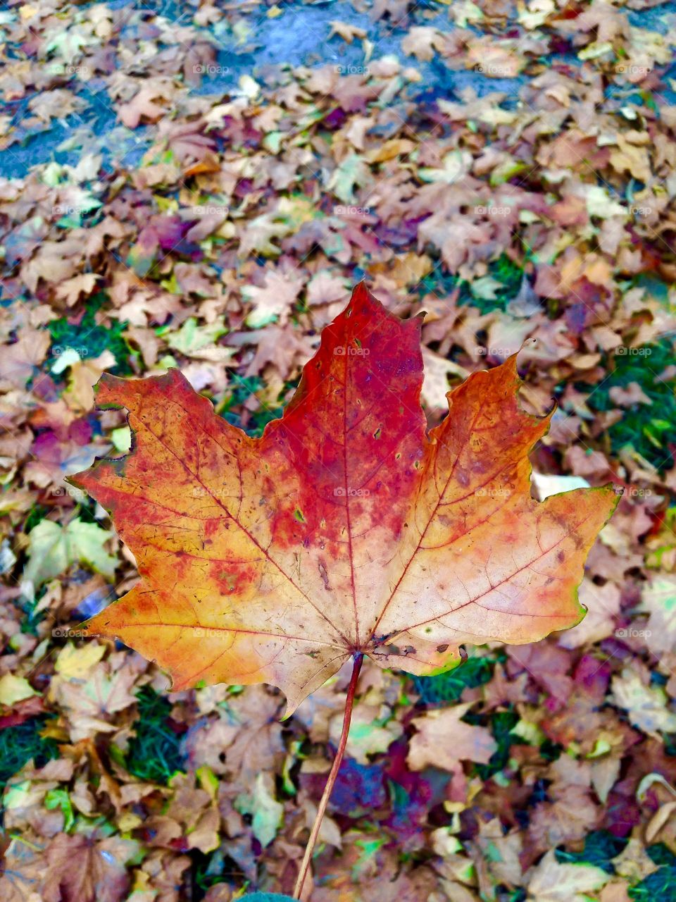 Close-up of autumn leaf