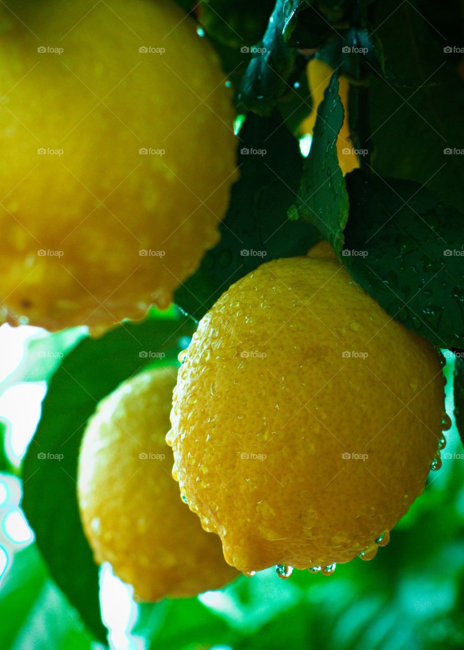 Lemons