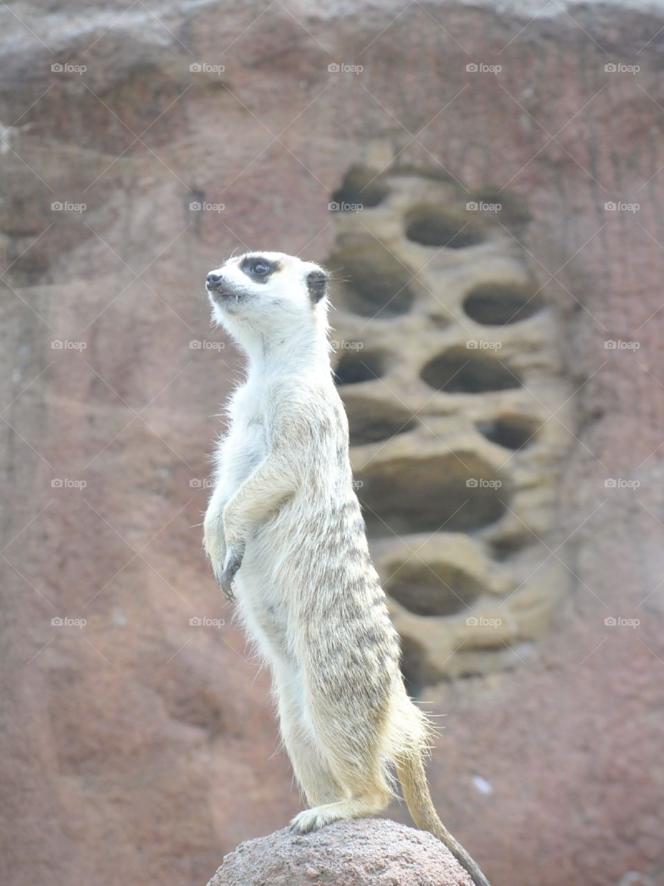 Meerkat standing guard.