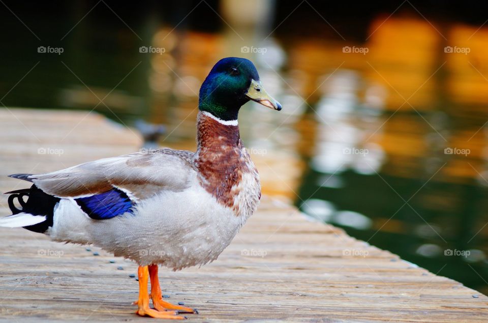 Duck standing on pier