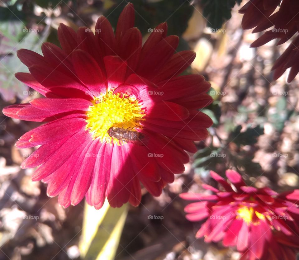 Insect on the flower