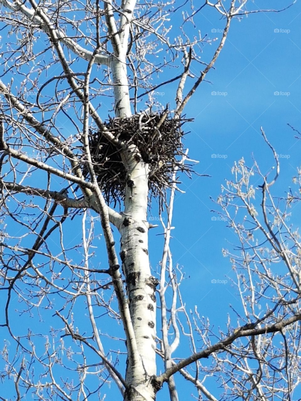 Falcon nest.