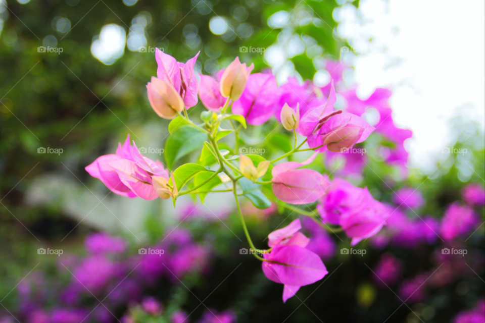 green nature pink flower by icestylecg