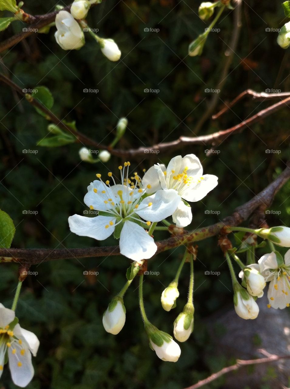 Twig with plum tree blossom in spring.