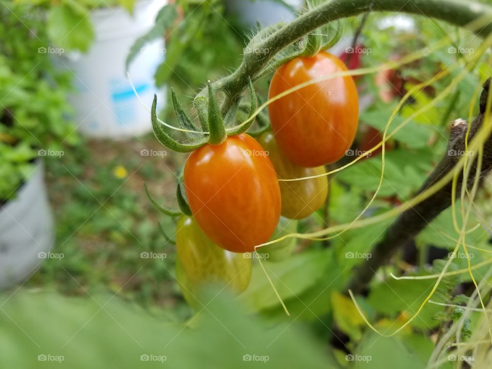 tomatoes in my garden