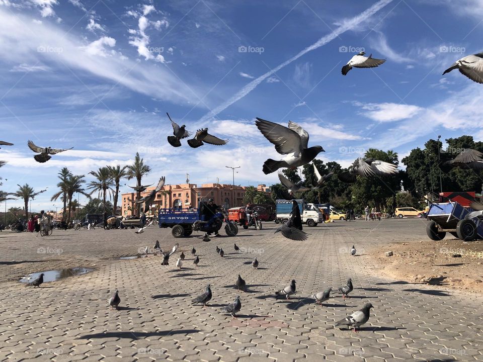 Beautiful flying pigeons in the sky