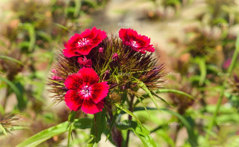 Beautiful red flower